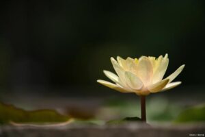 觀“動峰”見“真山”：末法修行的辨真之道