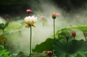 “釋永信們”能夠代表僧寶嗎？ “凡夫僧”與”賢聖僧”的區別