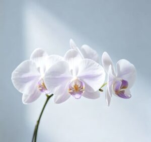 聖德高僧們的重要答覆(農曆正月十三：第十三道答案)