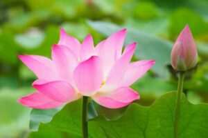 揭批杜麗娜一伙的妖魔惡行（二）——誹謗光明磊落的世界佛教總部