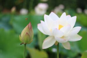 揭批杜麗娜一伙的妖魔惡行（一）——對侮辱佛陀、佛母的妖人大加讚賞