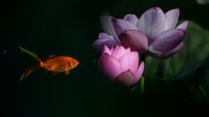 揭批杜麗娜一夥的妖魔惡行（六）——真正的聖德會“因貪”而退道嗎？