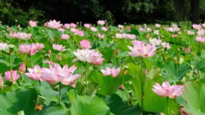 聖德高僧們的重要答覆(農曆正月十五：第十五道答案)