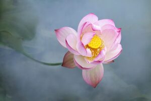 揭批杜麗娜一伙的妖魔惡行（四）——絞盡腦汁編造謊言誹謗聖德