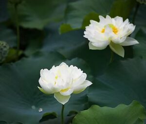 揭批杜麗娜一夥的妖魔惡行（七）——她們為什麼不敢公開所謂的“陰謀”真相？！